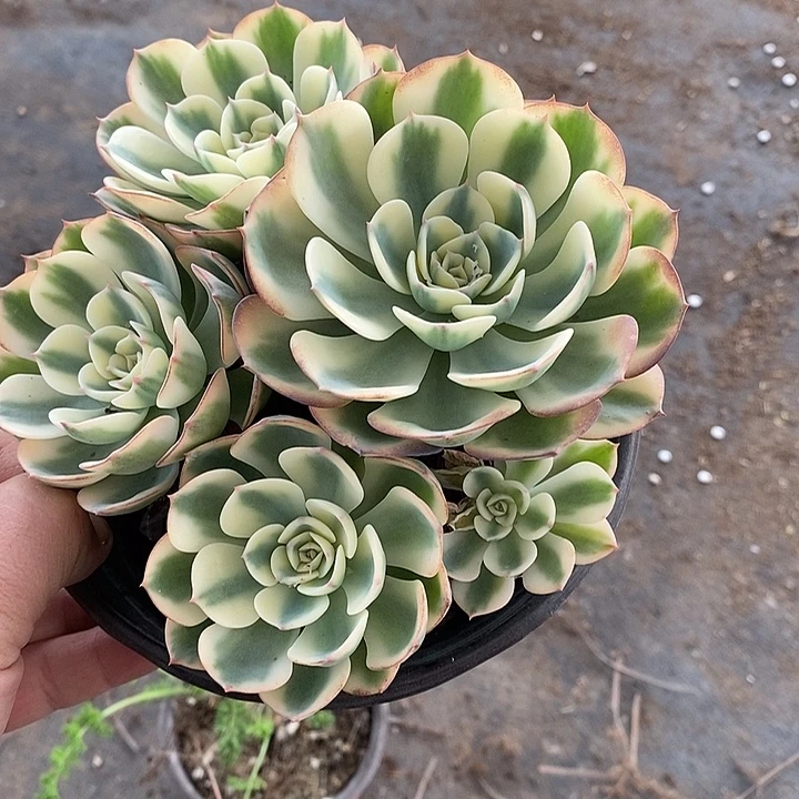 玉蝶锦锦群生一棵