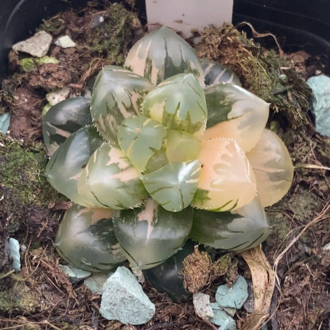 352号水中月玉露锦