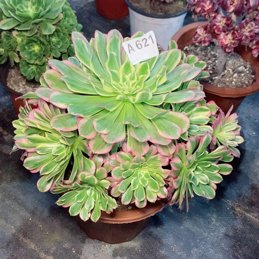 天河621多肉11111