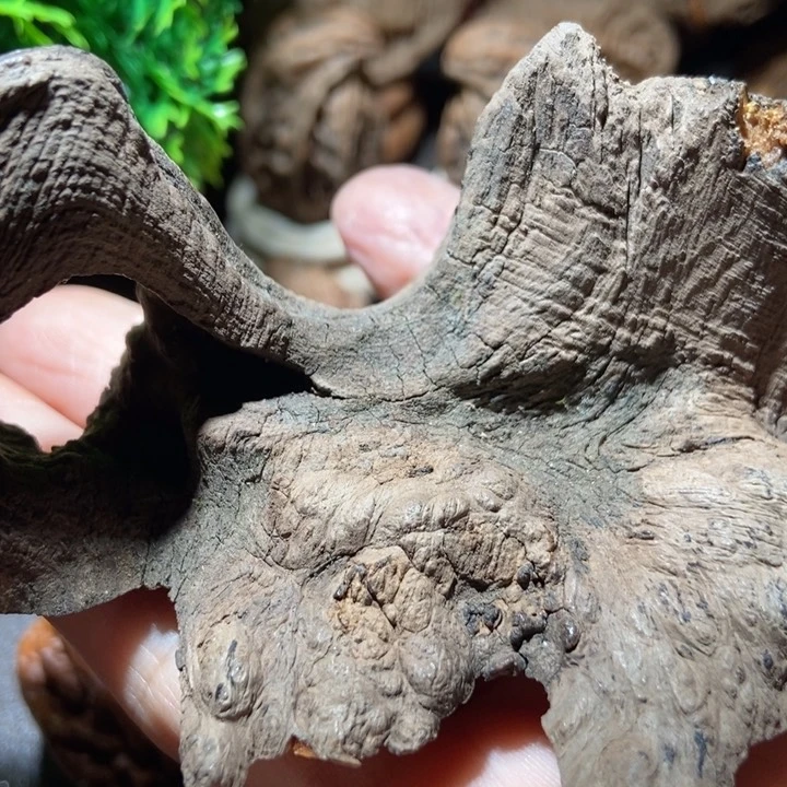 把件文玩核桃乌*拉东北楸子小雪264