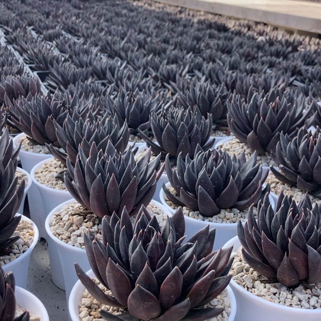 黑骑士单头随机发货一颗