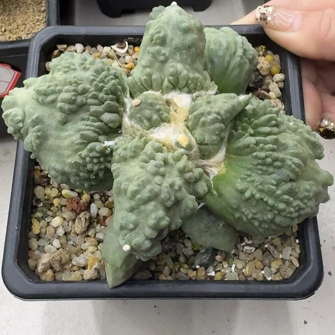 自根大型怒涛牡丹仙人球