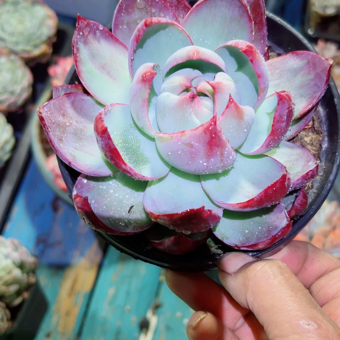 精品多肉植物老桩