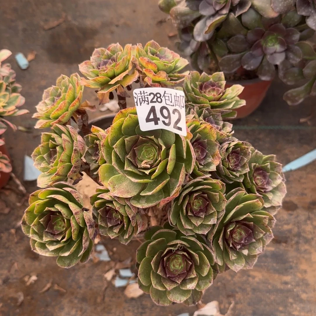 万拉丝多肉492满28包邮断枝不包