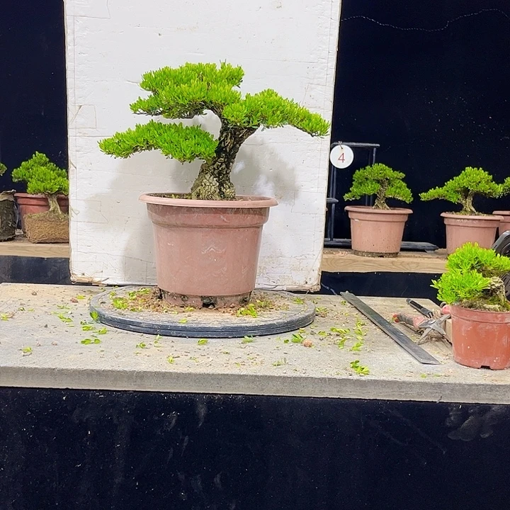 无花朵黄杨盆景四季常绿