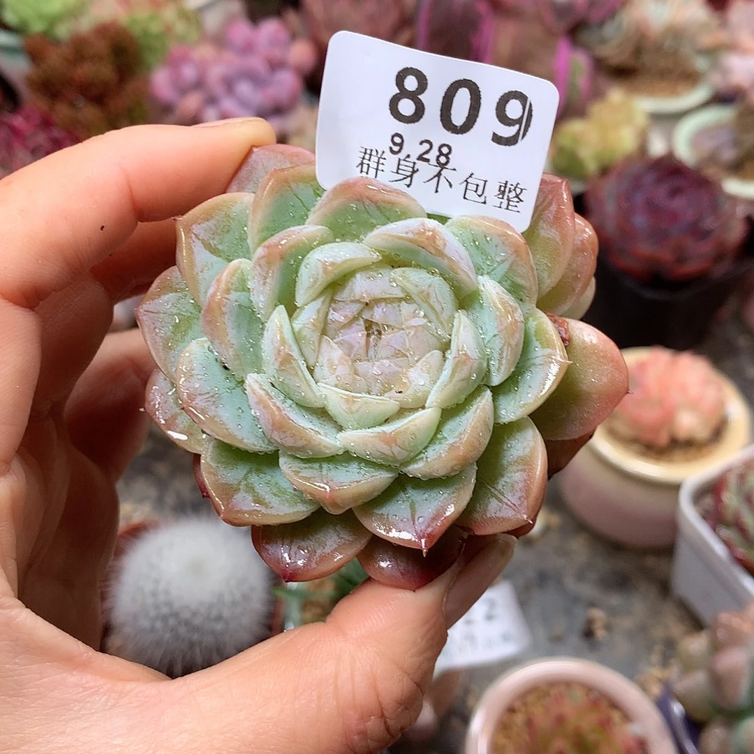 精控拇指盆8.28809