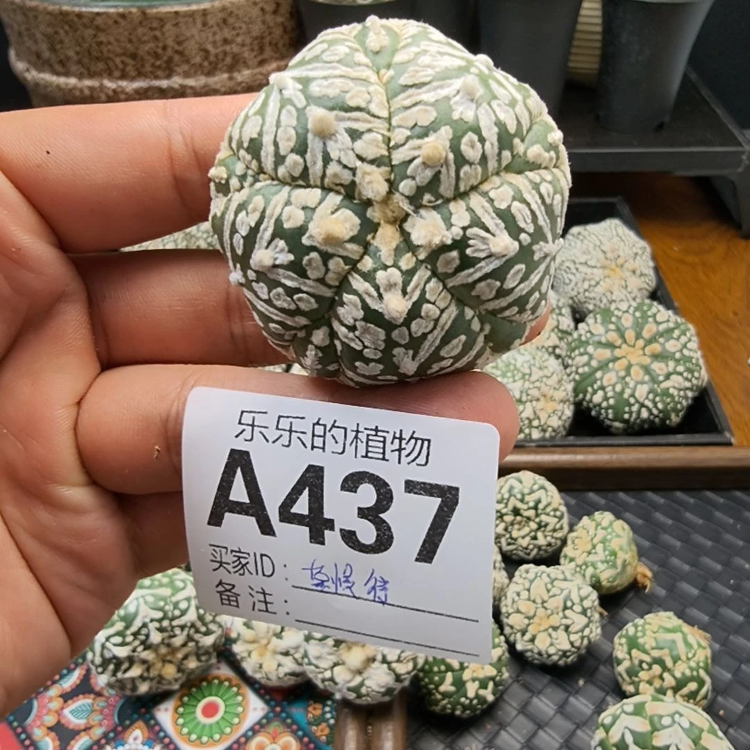 莫***待五棱五复V兜哈哈哈哈