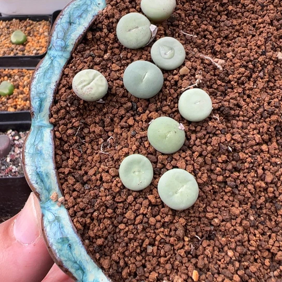 23-150红嘴多肉植物，