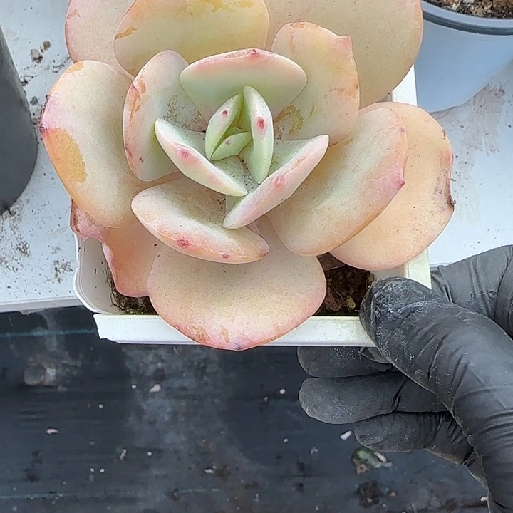 青蛙王子儿童牙膏11