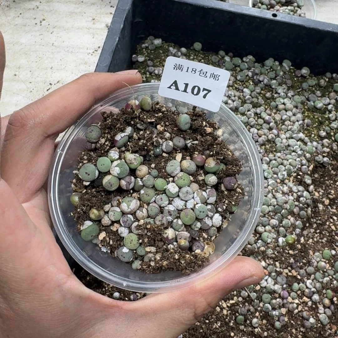 A107 小红嘴一盒