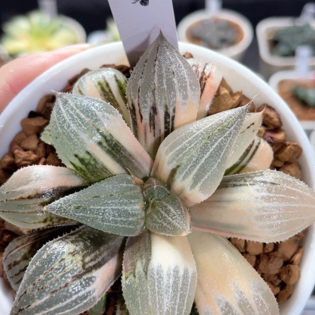 7伊丽莎白银锦。