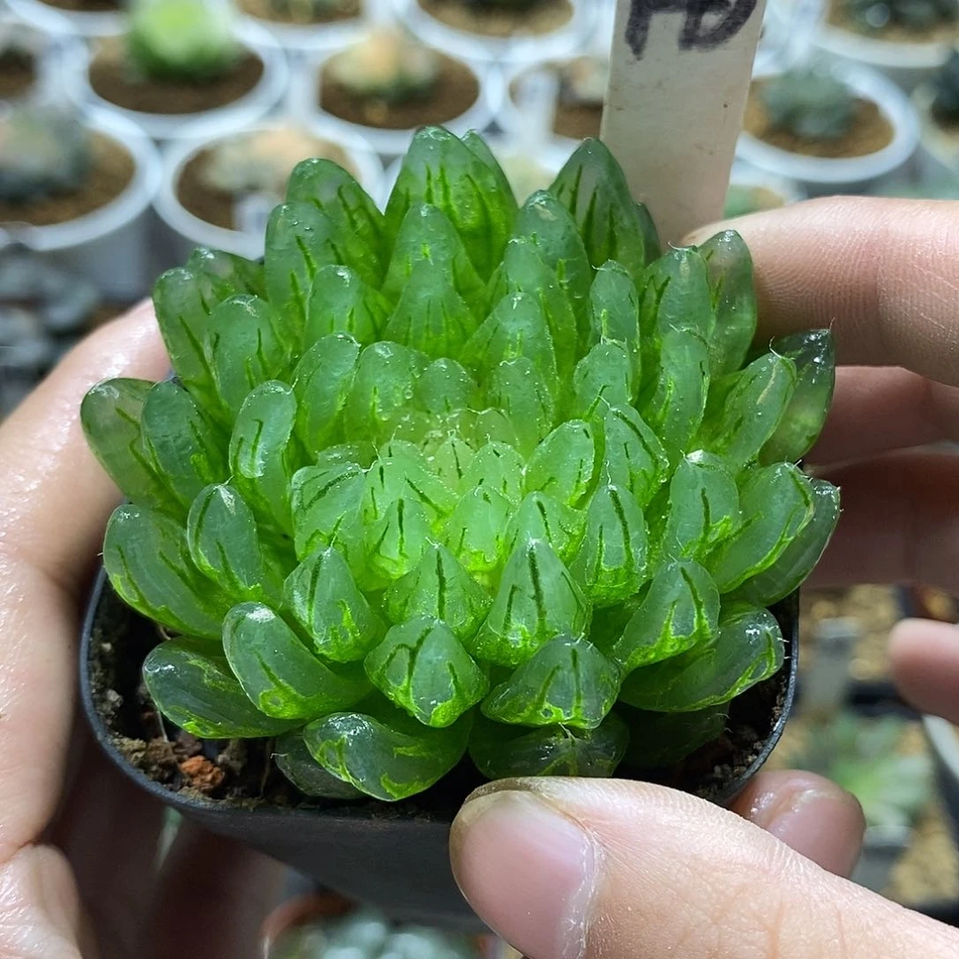 143女神哈哈哈哈哈