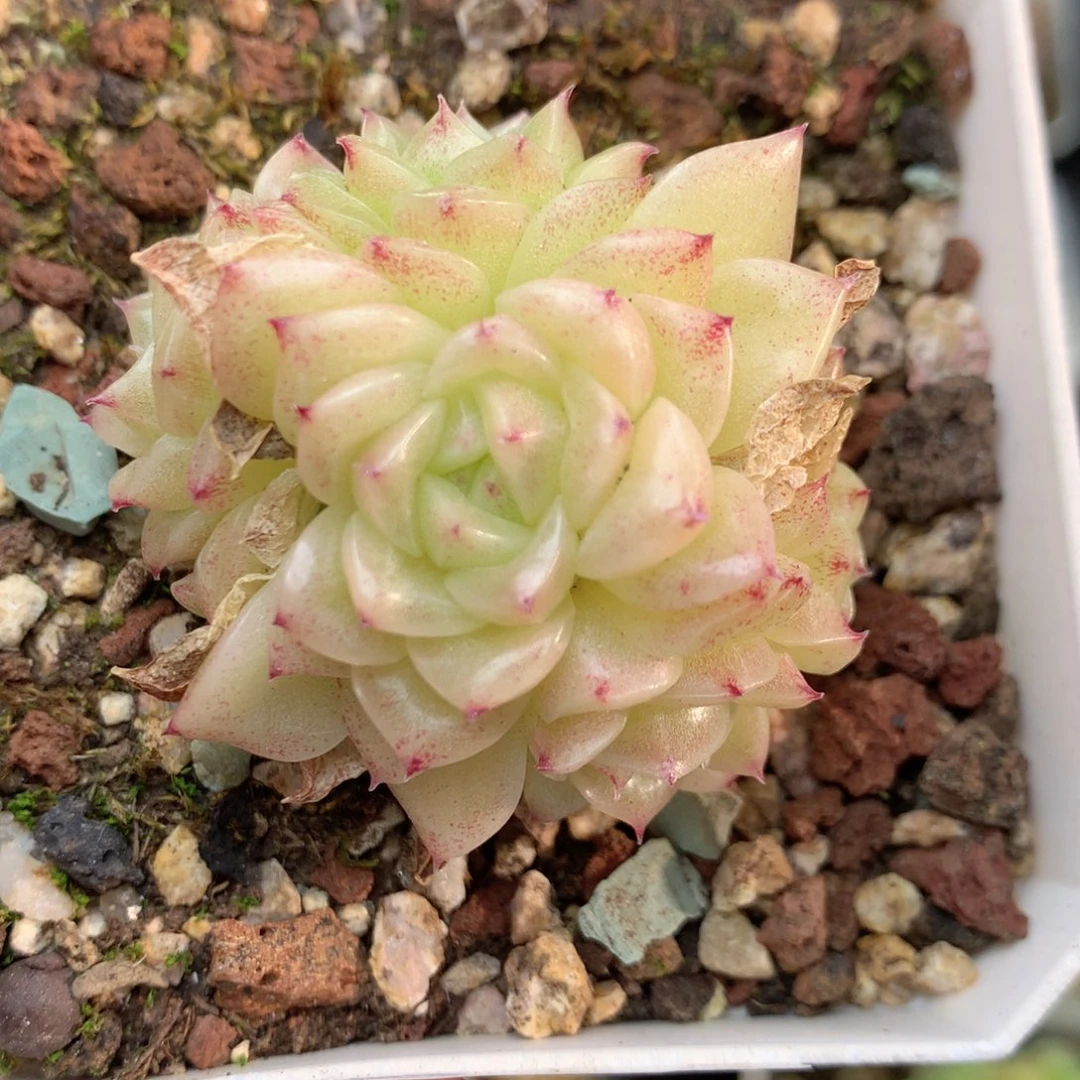 Q112 ，柿子多肉20包邮两天凑单