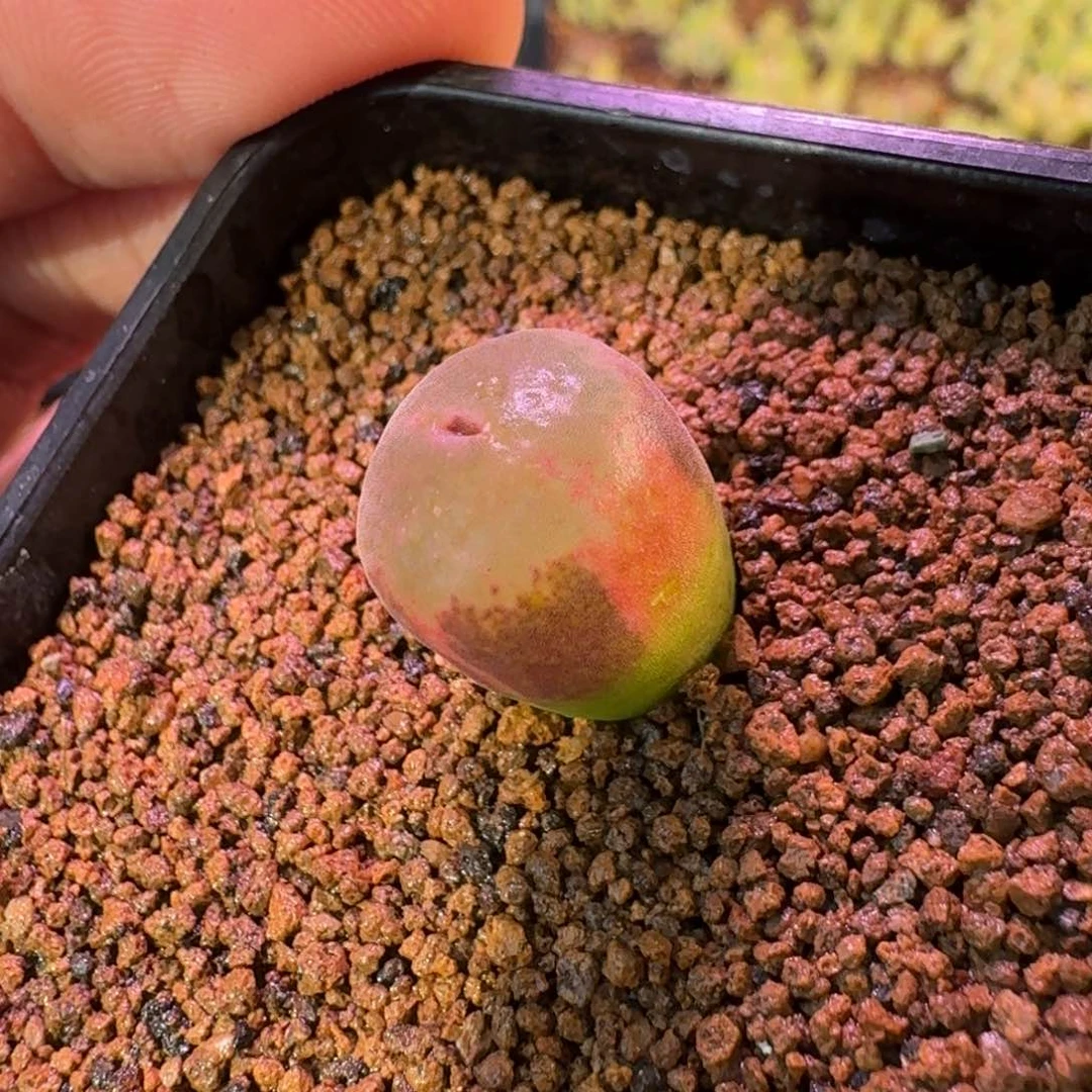 云缦精品番杏19.8 安格锦 三条锦