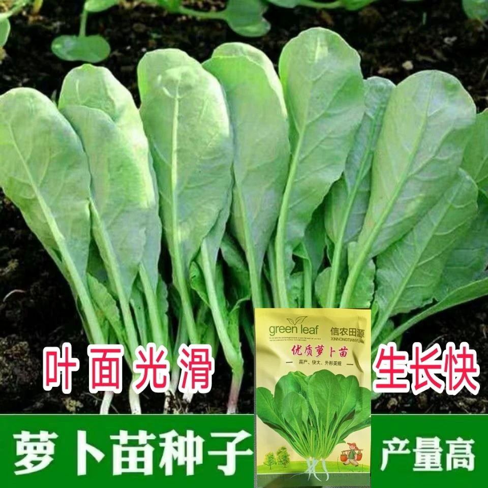 新{力推}{}萝卜苗种子萝卜缨子芽苗菜四季播阳台水培盆栽大田