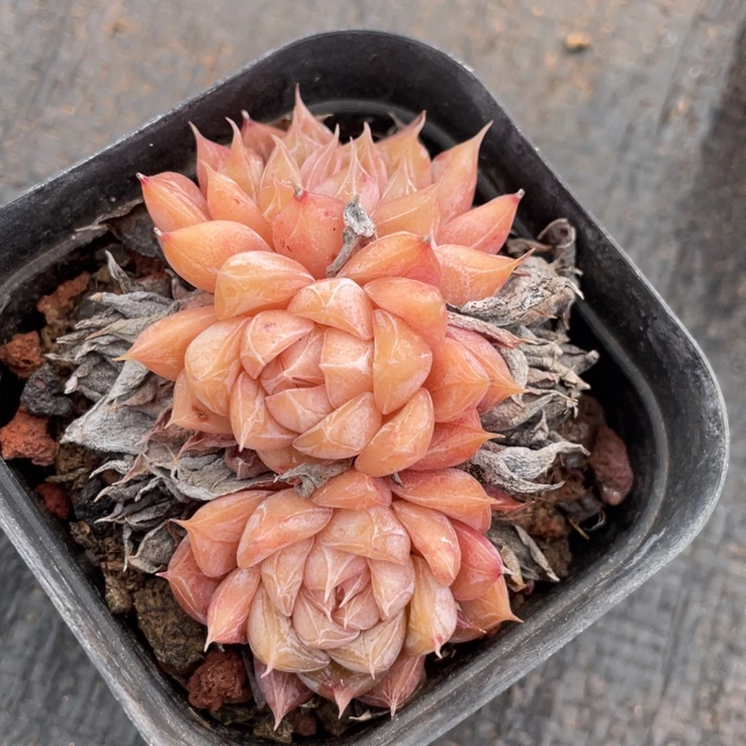 龙文章暗纹体三头小群生