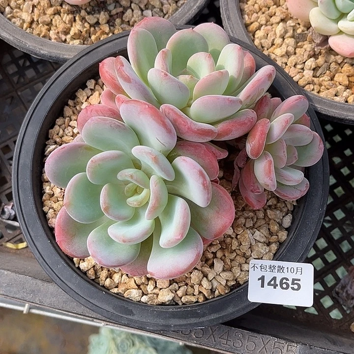 阿雅园艺。       1465香橙