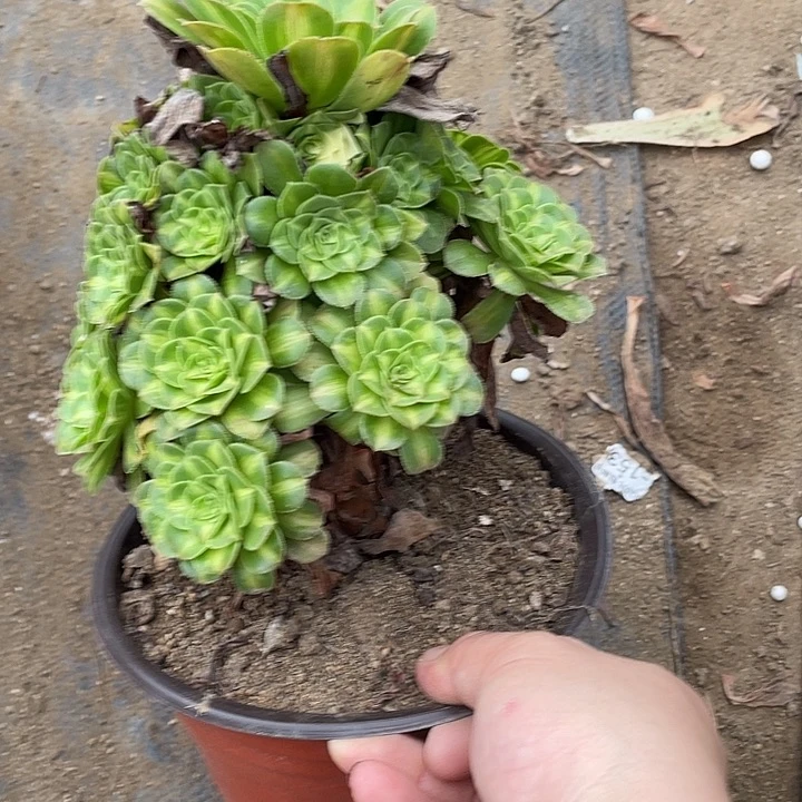 400七彩琉璃有断枝多肉植物法师