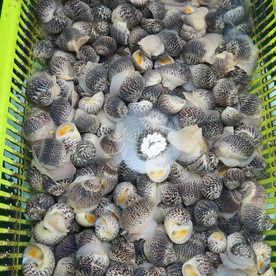 鲜活生猛花鸡螺500g