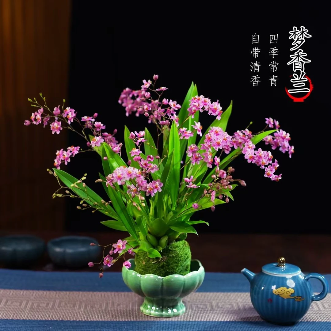 文心兰盆栽四季常青梦香兰花卉茶桌面净化空气花办公室绿植