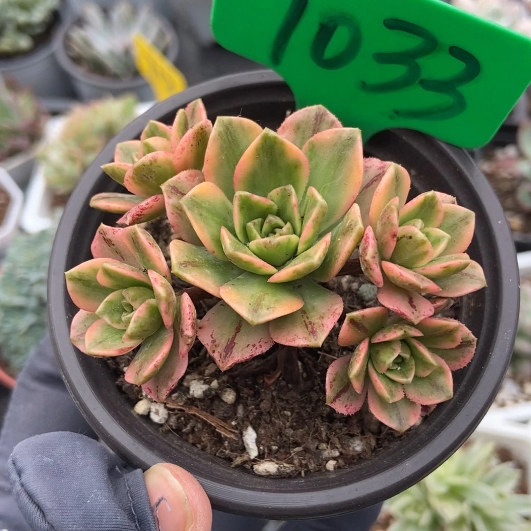 1033甜茶锦多肉植物