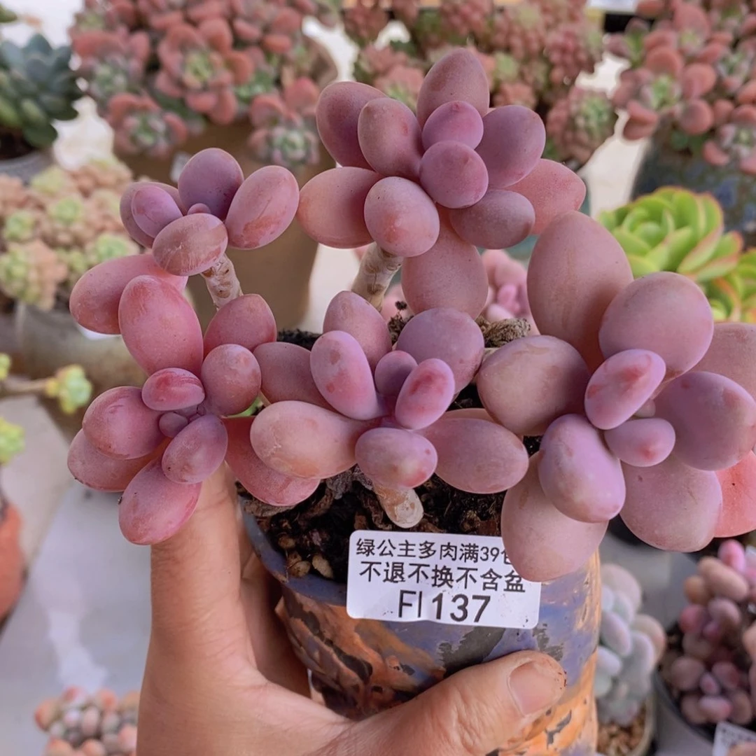 糖果桃蛋老桩11cm137多肉植物