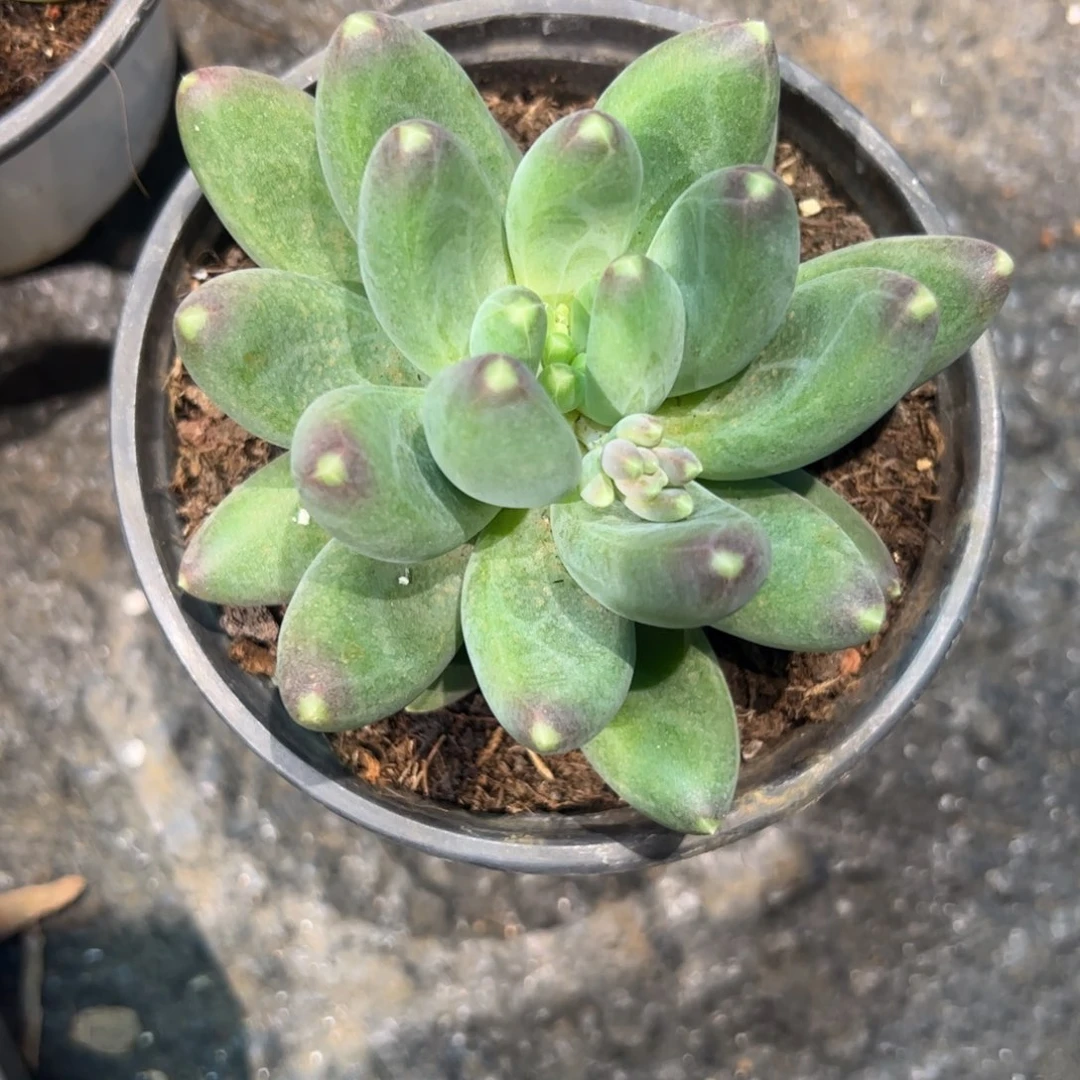 挽***๑多肉植物多肉植物