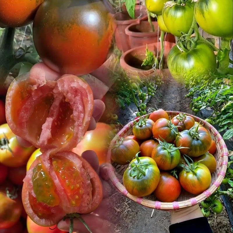 老品种草莓柿子西红柿