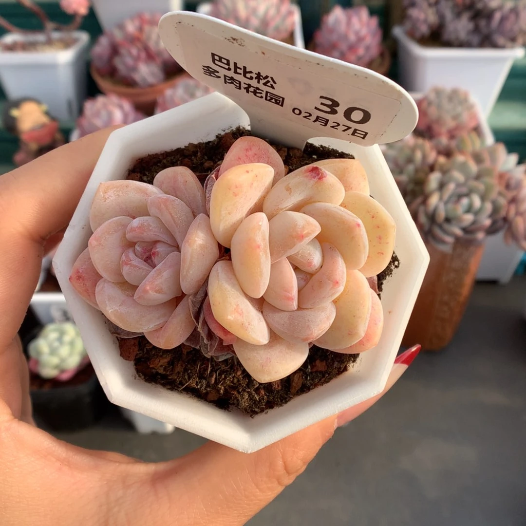 30双头粉体冰玉多肉植物