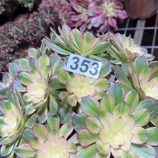 玉***哥多肉植物一个万花筒353