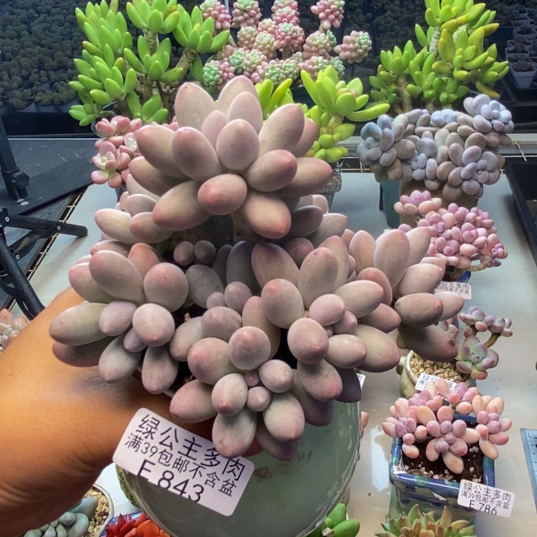 843丸叶汤圆多肉9c m