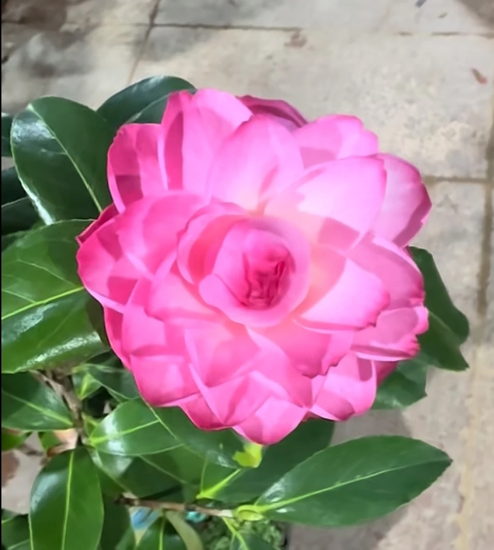 螺旋粉茶花盆栽绿植直播间一物一拍