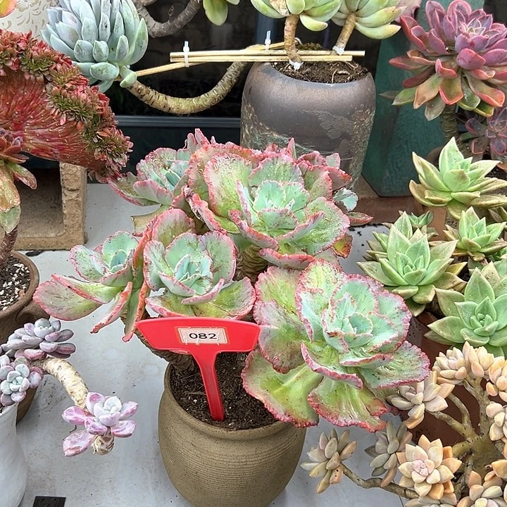 你***事红裙多肉植物082多种