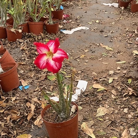 【闪购商品】念绿植