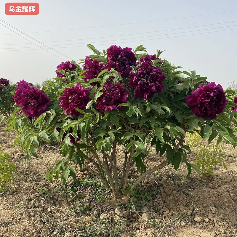 【乌金耀辉】紫红色重瓣观赏牡丹 别墅庭院带土球发货