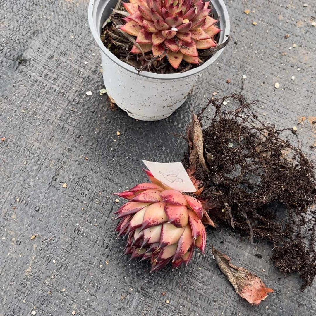 鲤****）0088东云多肉