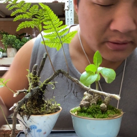 红陶Y*仪一物一拍所见即所得1