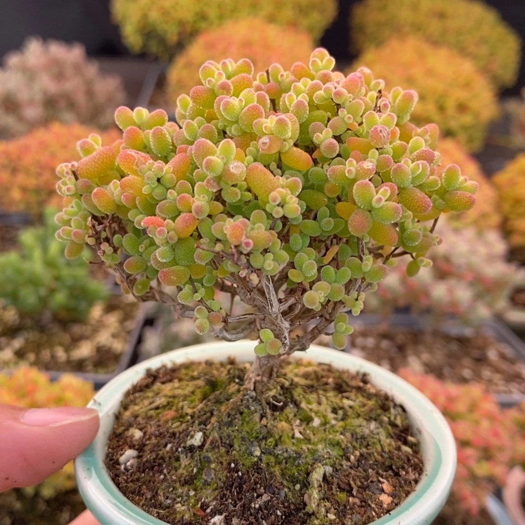 ****ᐝ246金桔糖球 。