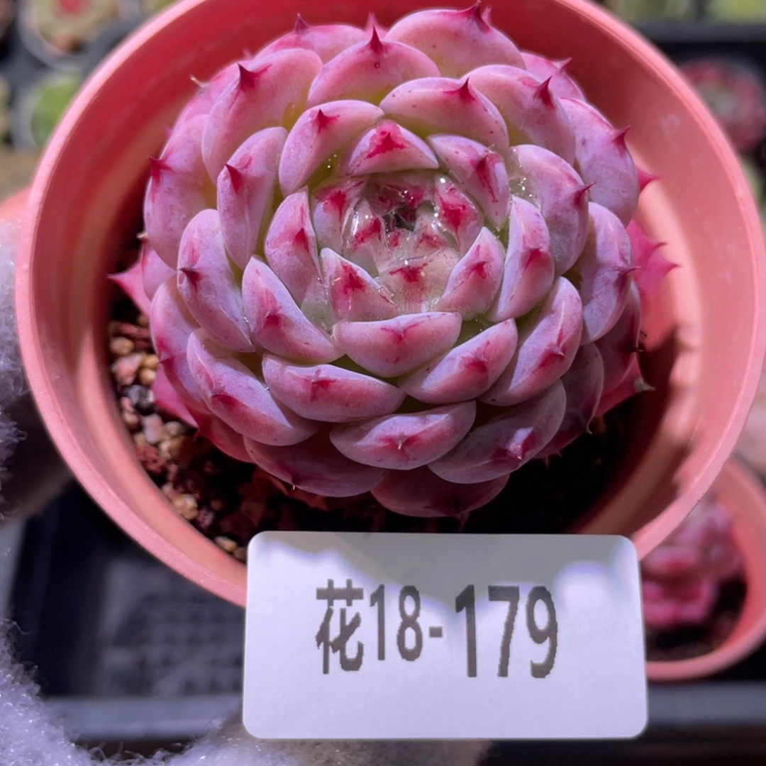 花利美18-179薄荷冰沙