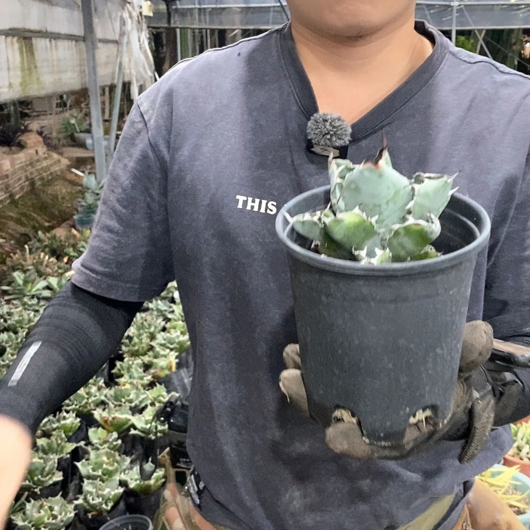 10公分蓝鲸仁王冠