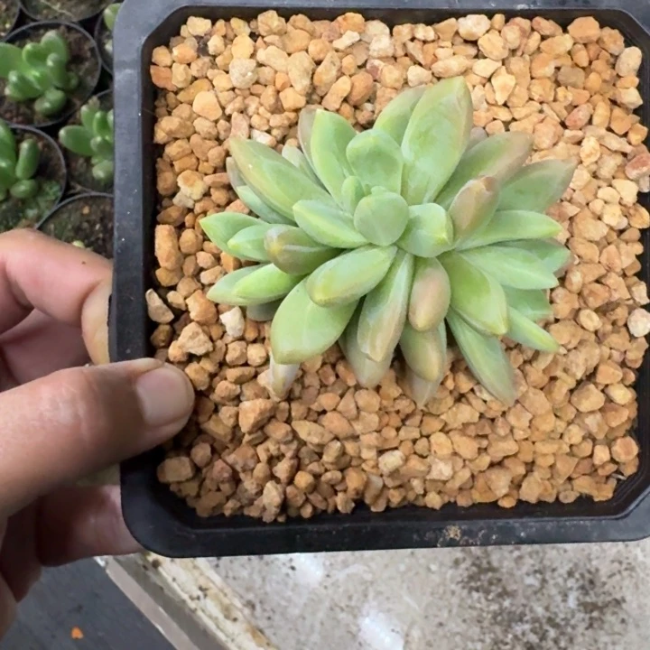 朵唯奇 3头 一物一拍