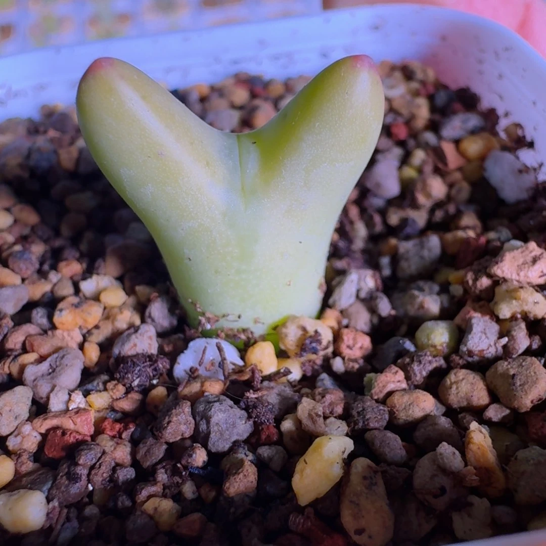 陈**?多肉...............