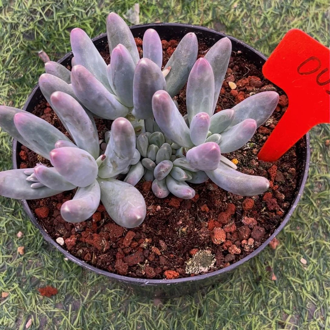 0027下午多肉植物群生