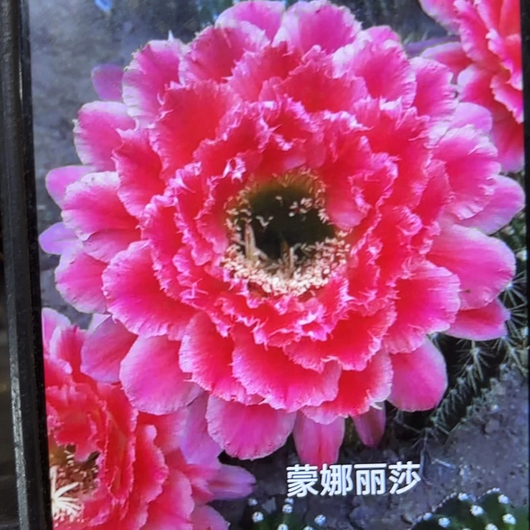 蒙哪丽莎毛瑕疵侧牙20包邮13