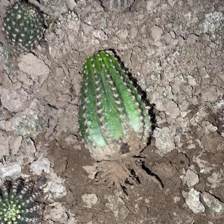 苏***Y紫薇星根高10公分毛花柱