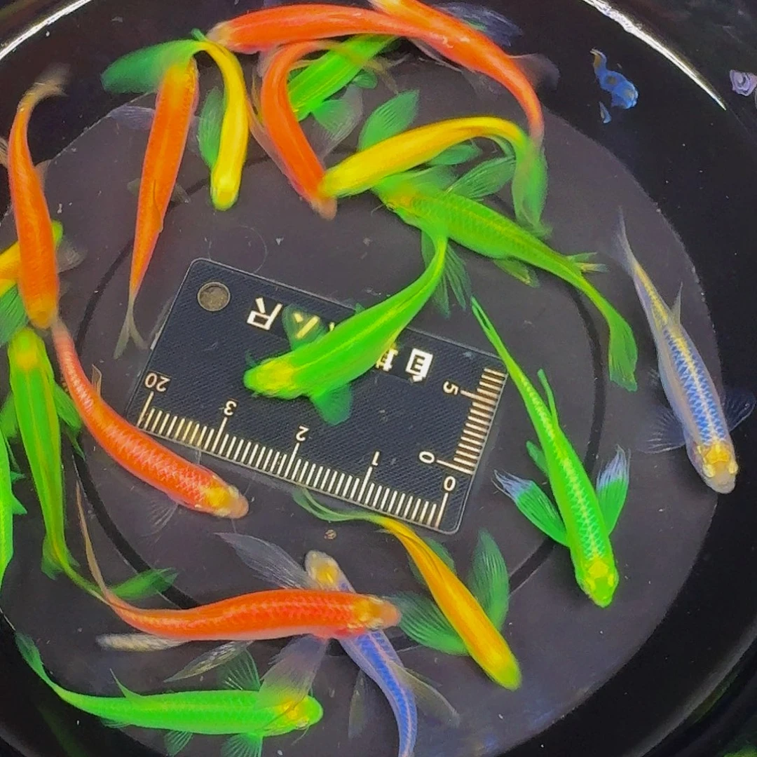 斑马鱼混搭斑马微瑕疵20