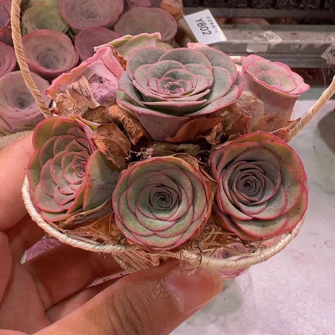 杨805 mini手提花篮