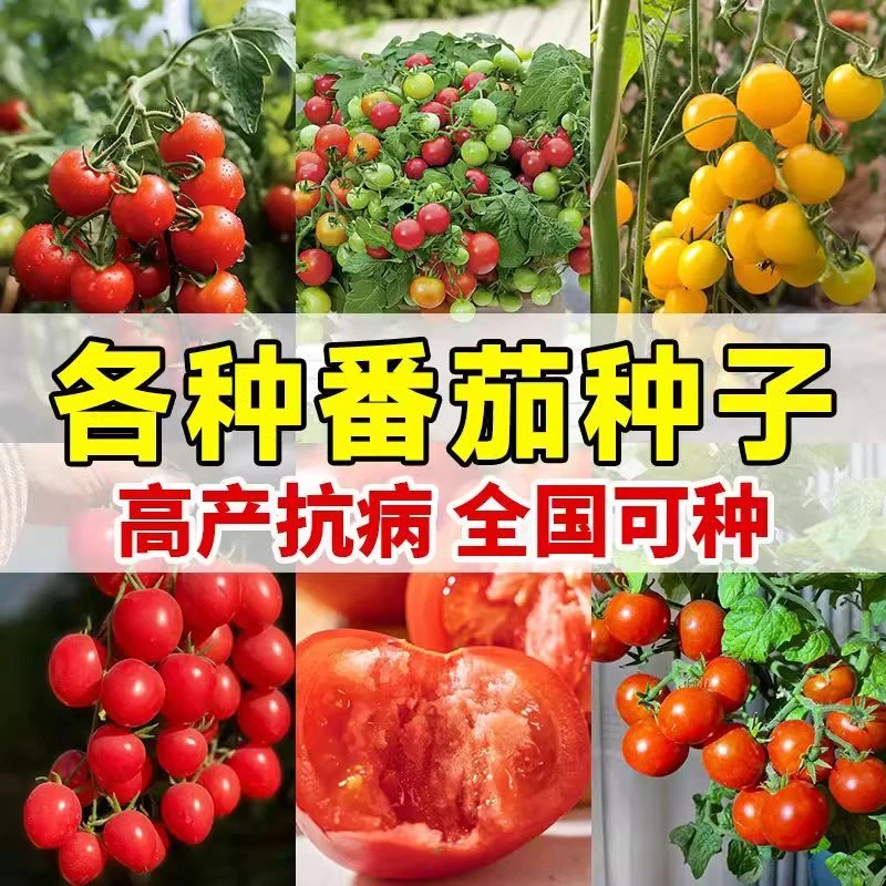 四季矮生小番茄种籽盆栽红圣女果种孑大全春秋种子大西红柿种子
