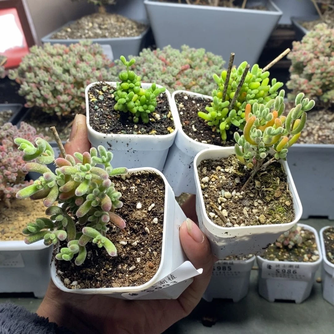 3*4993套餐2颗枝干番杏