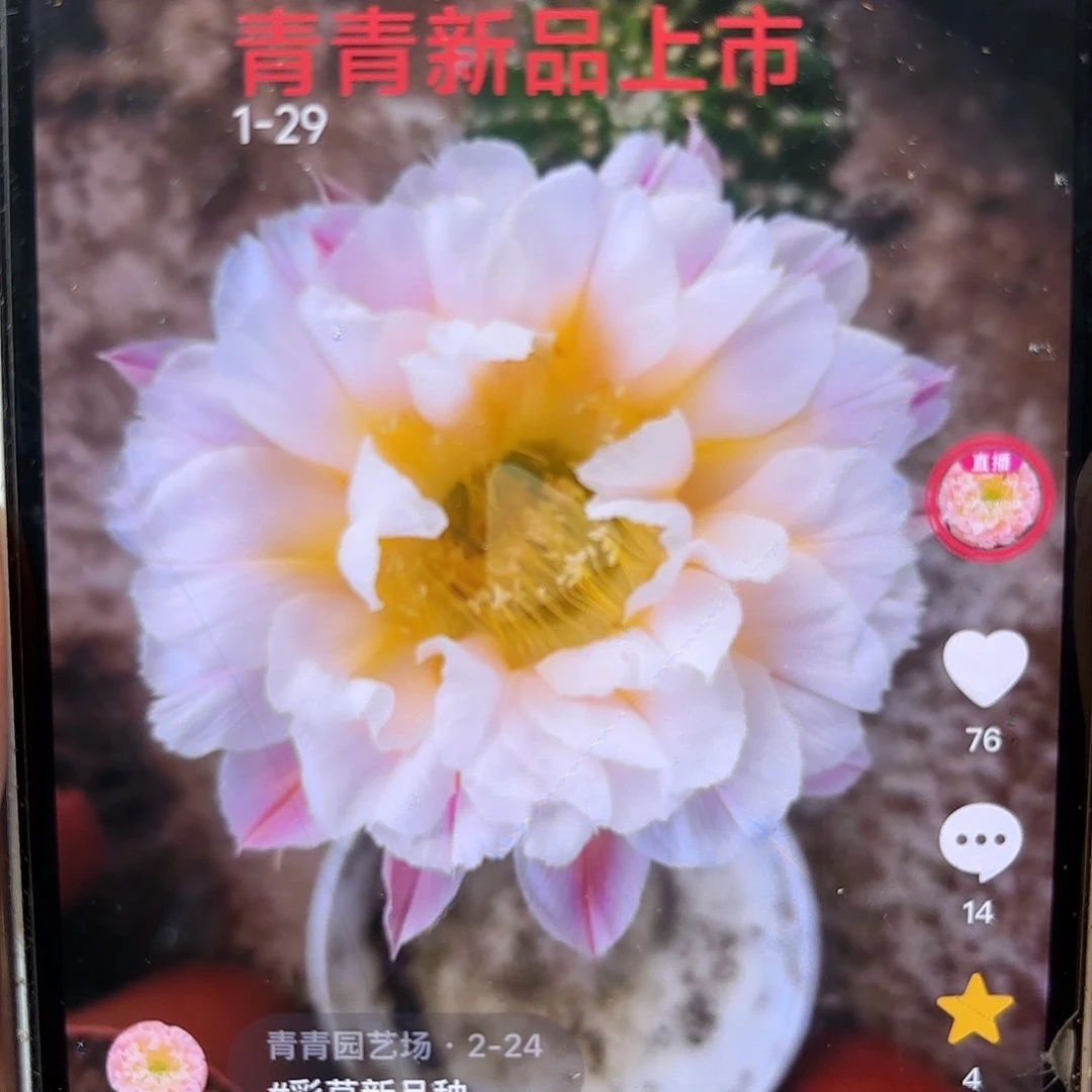 彩草1-29号7公分左右